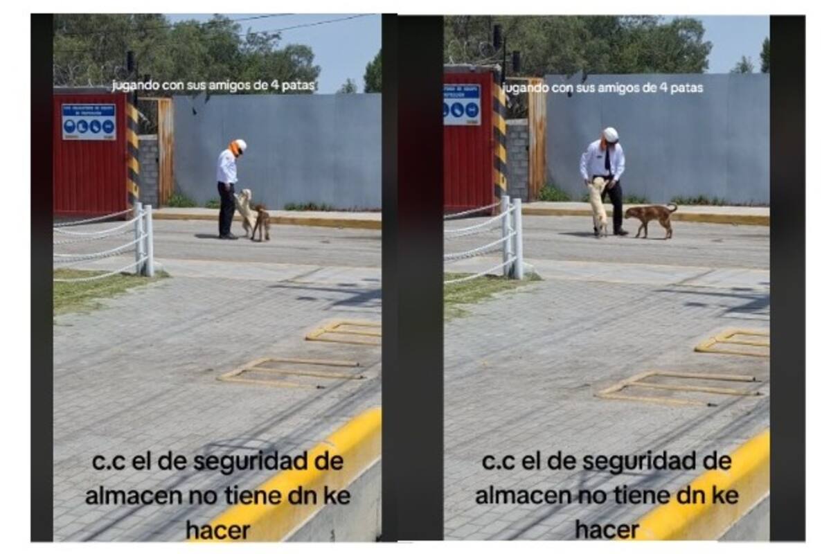 Un trabajador juega con perritos en su tiempo libre durante su jornada laboral