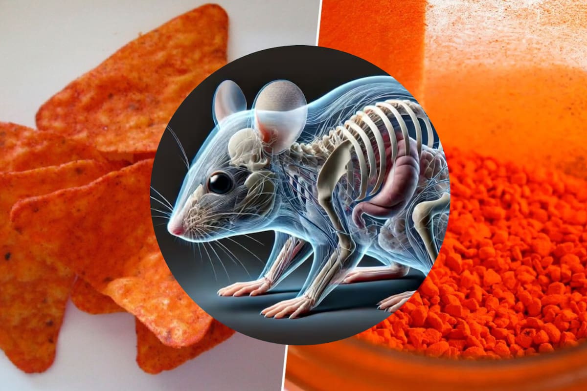 Cómo ratones transparentes y un ingrediente de los Doritos ayudarían contra el cáncer desde la investigación