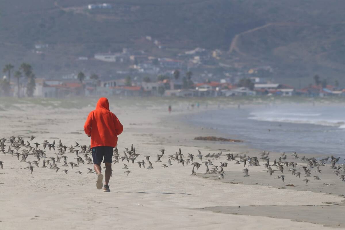 Diseñan herramientas para mitigar el disturbio humano en aves playeras