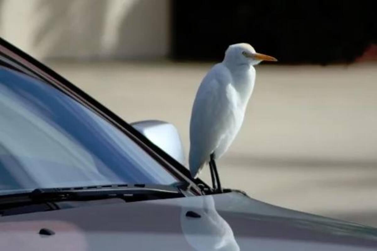 Quita el excremento de pájaro sin dañar la pintura de tu auto
