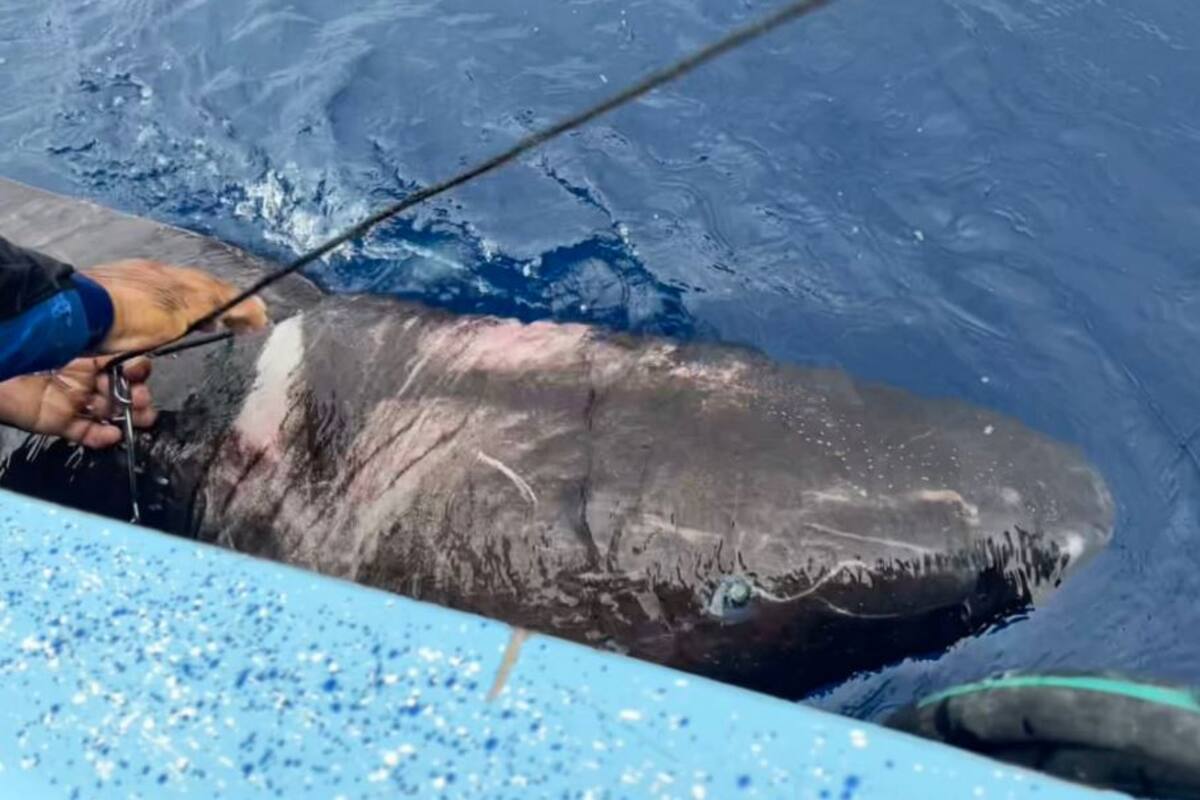 Captan misterioso tiburón de Groenlandia en costas de Belice; es de los vertebrados más longevos del mundo
