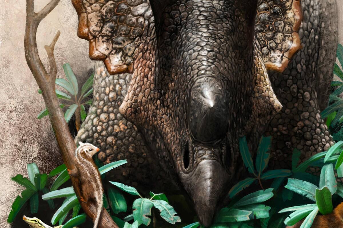 Un estudio demuestra que los dinosaurios fueron "abatidos en su apogeo" por un asteroide