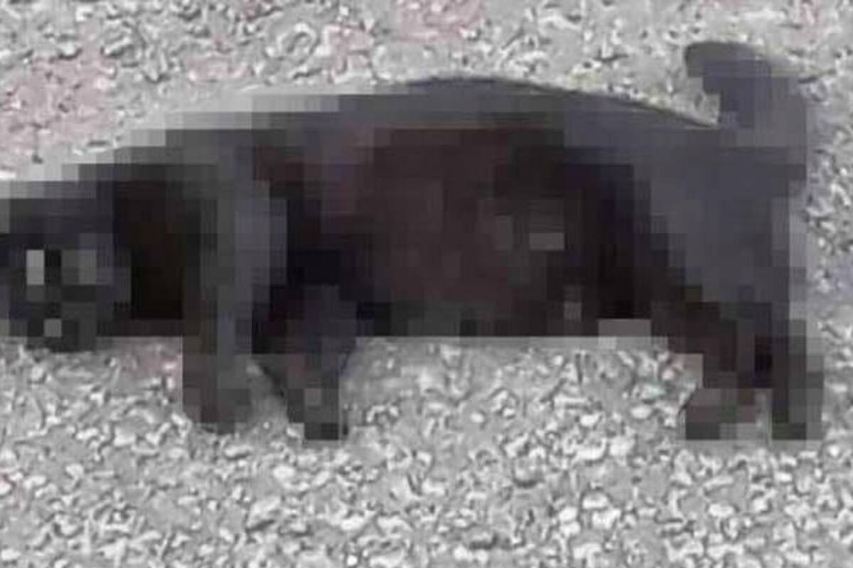 Multa y servicio comunitario para asesino de "Panterita", gata embarazada