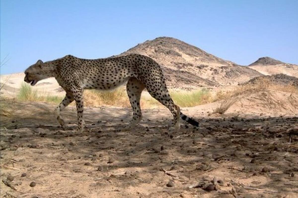 Por primera vez en 10 años, ven a un guepardo del Sahara viviendo en libertad