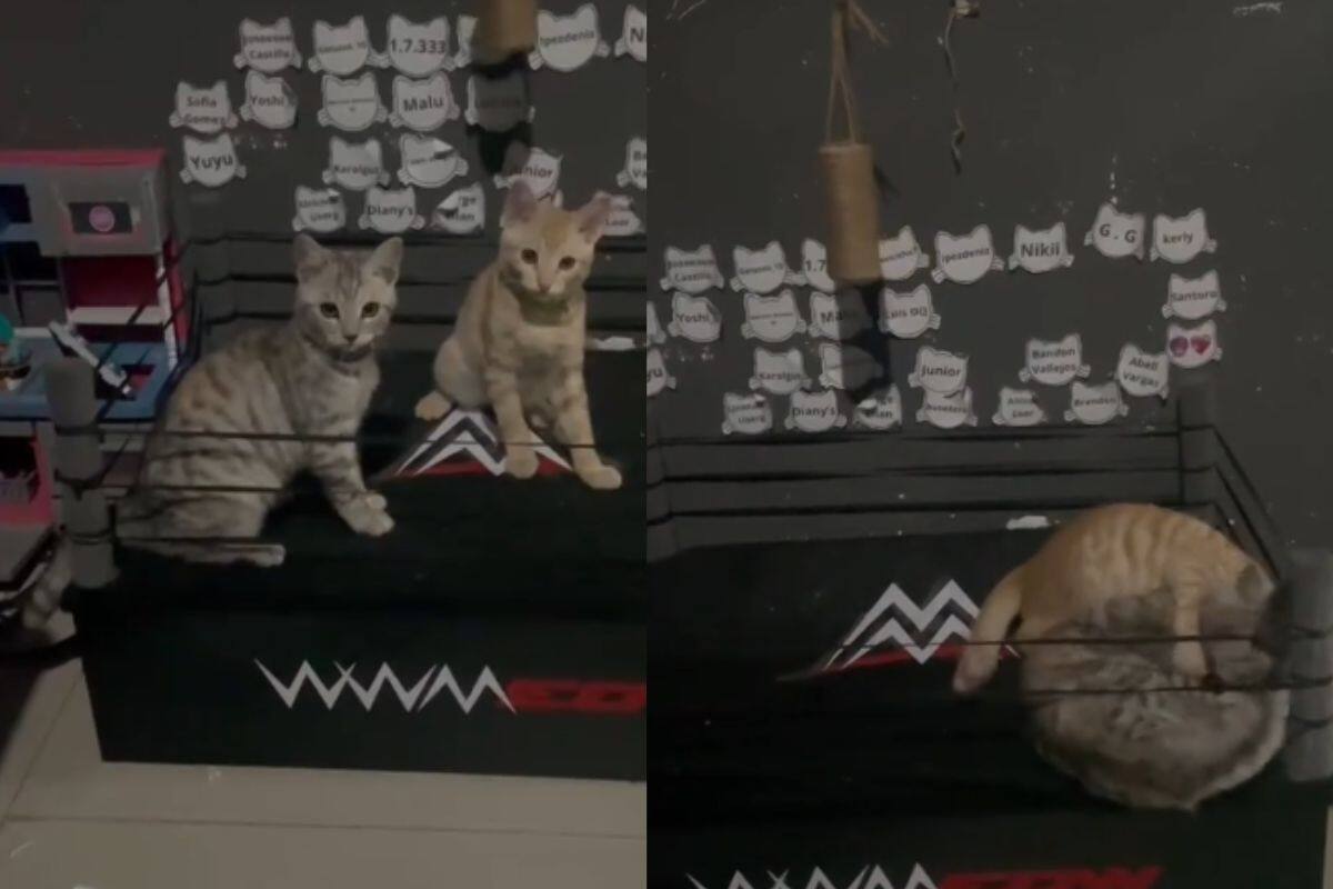 Mujer crea un ring de lucha para que sus gatos peleen y se vuelve viral