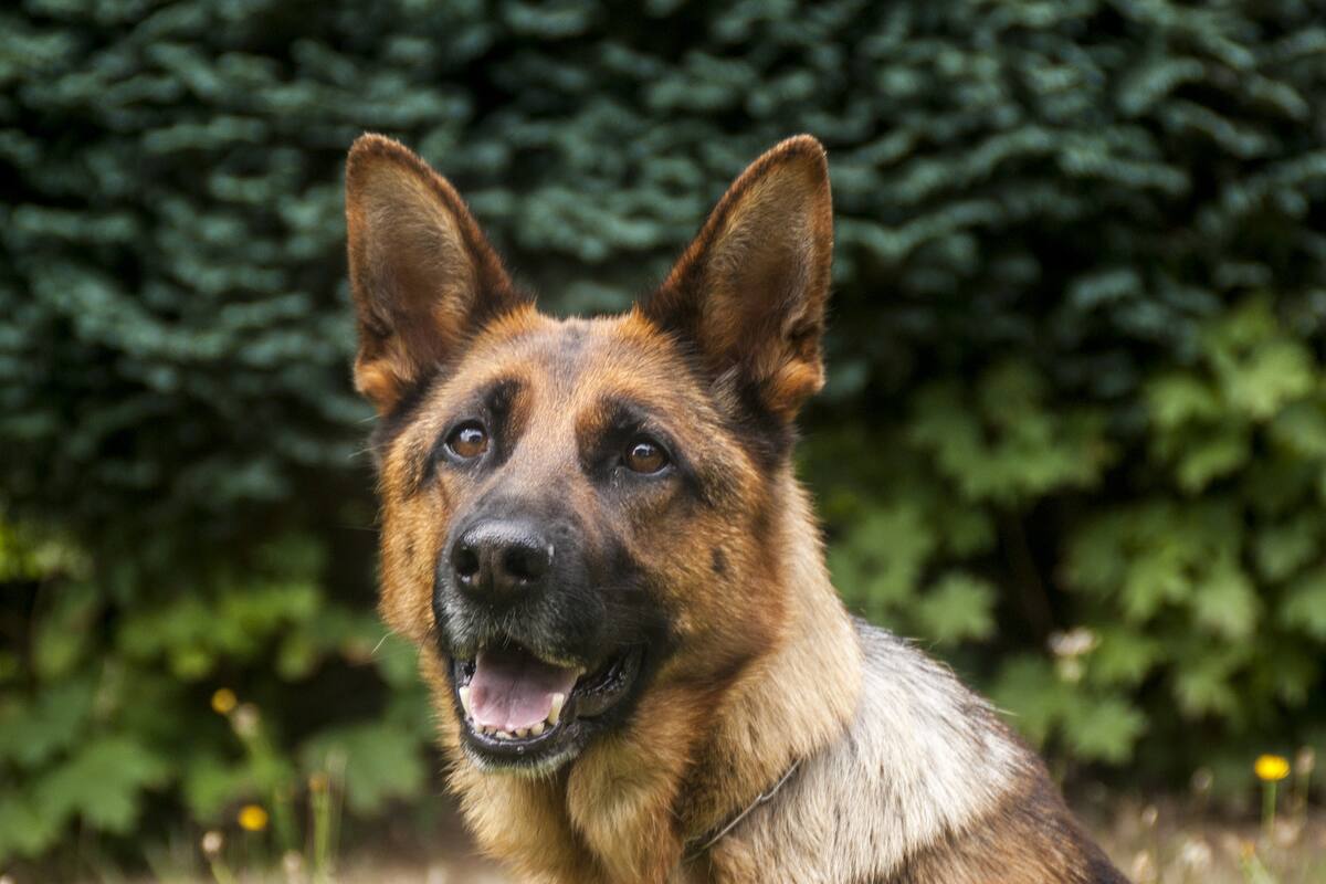 ¡Adopta a un héroe canino! Sedena dará en adopción a perros jubilados
