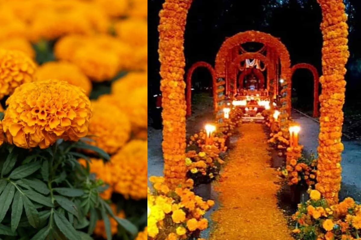 Consejos para prolongar la vida de tus flores de Cempasúchil en el altar