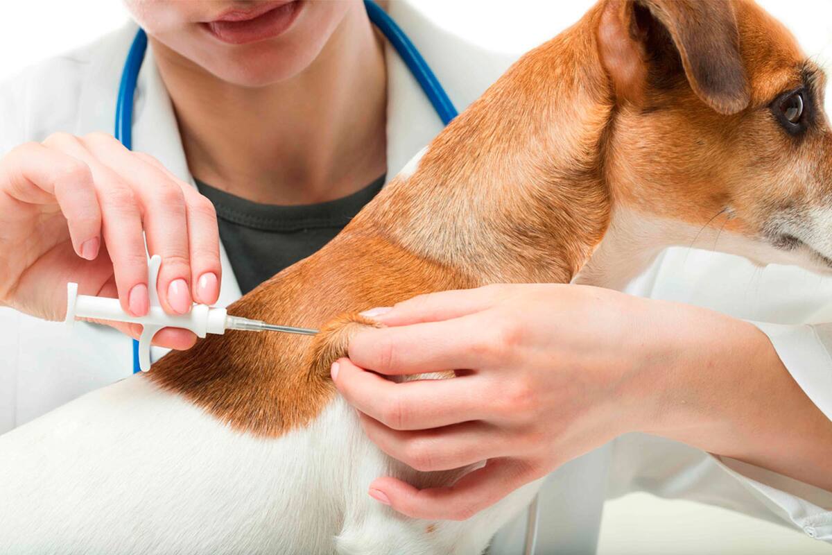 Todo lo que debes saber sobre el cuidado de las mascotas con diabetes