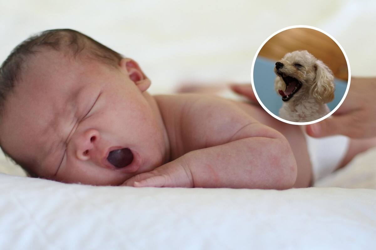 Es bostezo es contagioso y tiene una explicación científica