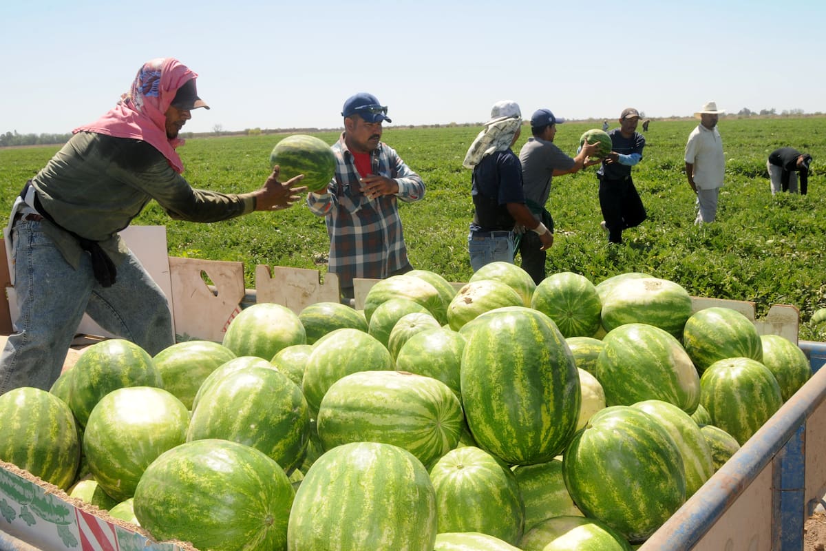 Productores advierten que prácticamente no habrá garbanzo en Sonora y Sinaloa mientras en la Costa de Hermosillo reducen cultivos por aranceles, dólar y clima