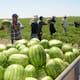 Dólar bajo y aranceles reducen cultivos en Sonora