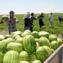 Productores advierten que prácticamente no habrá garbanzo en Sonora y Sinaloa mientras en la Costa de Hermosillo reducen cultivos por aranceles, dólar y clima