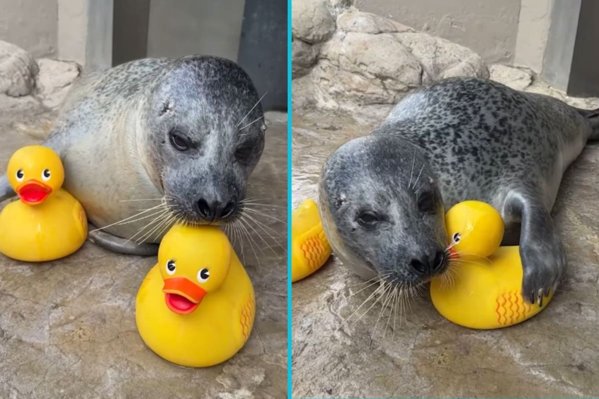 Imágenes de una foca jugando con patitos de goma conquistan a usuarios en internet (VIDEO)