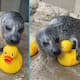 Imágenes de una foca jugando con patitos de goma conquistan a usuarios en internet (VIDEO)