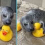Imágenes de una foca jugando con patitos de goma conquistan a usuarios en internet (VIDEO)