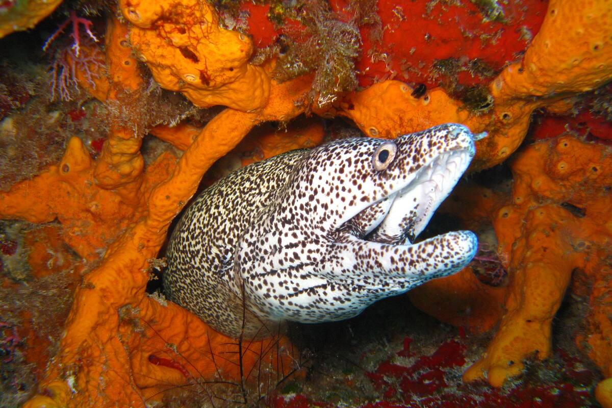 El enigma que llevó a Freud a buscar por meses los testículos de las anguilas