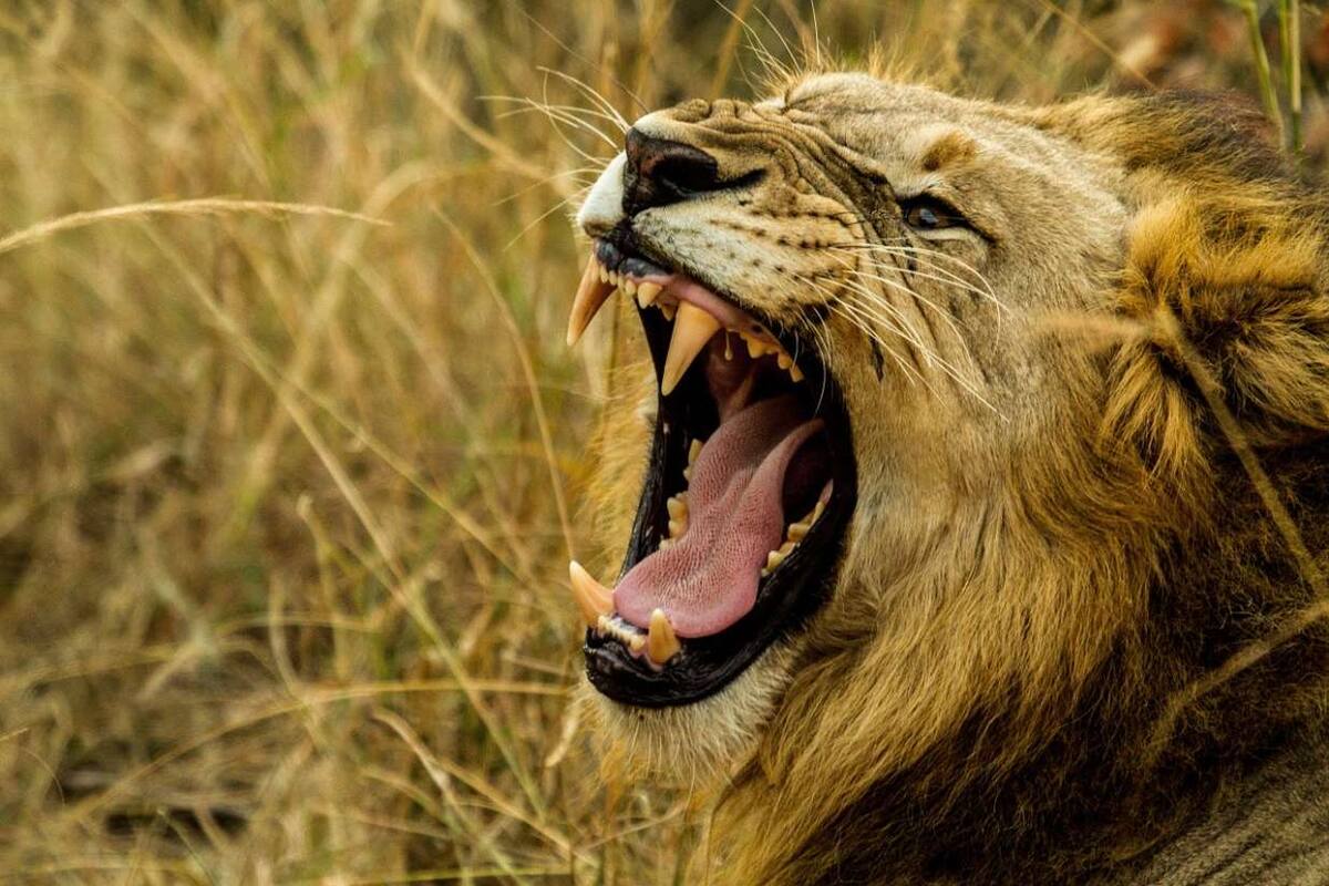 IA revela que cada león tiene un rugido único y rastreable