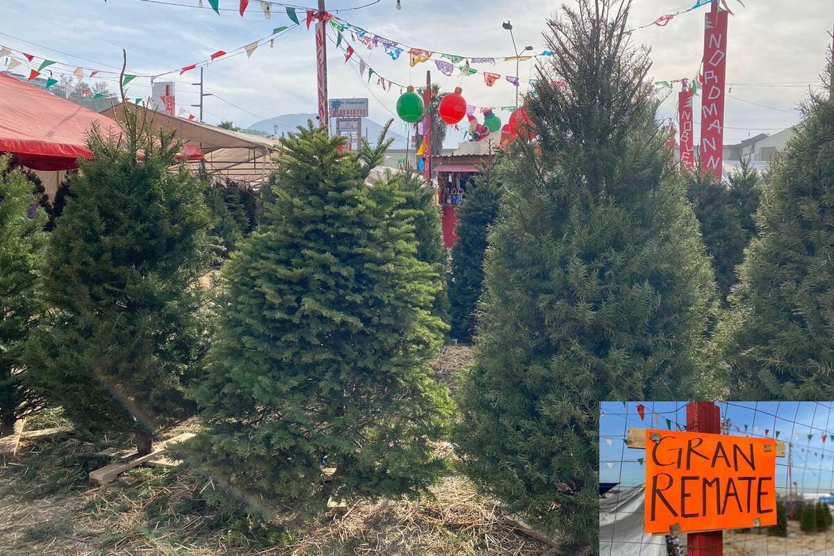 Bajan precios de pinos navideños en Tijuana
