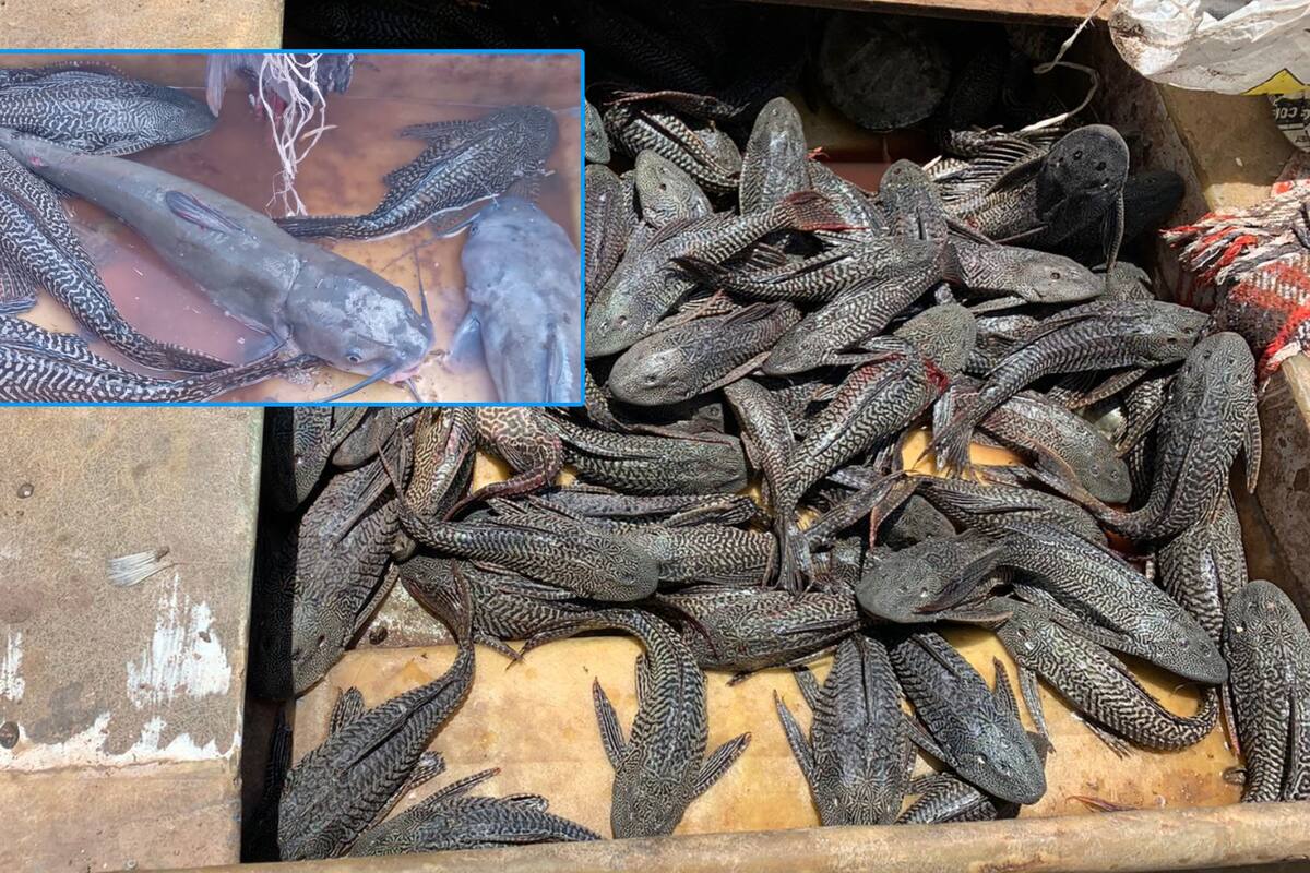 Reducen población de pez diablo en la Laguna del Náinari