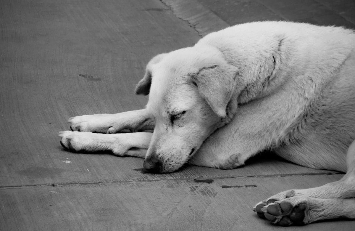 10,962 perros fueron sacrificados durante la gestión de Mariela Gutiérrez como presidenta municipal de Tecámac, de acuerdo con registros del propio gobierno municipal. | Foto: Especial GH