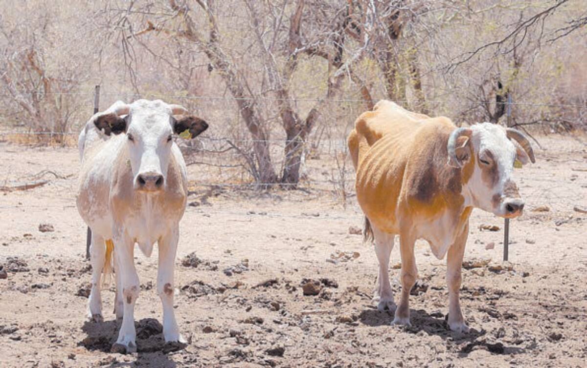 Productores han tenido que vender sus reses por la falta de agua.