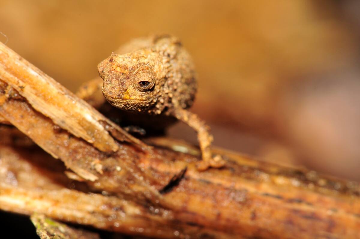 Hembra de "brookesia nana" en su hábitat natural selvático. Foto cedida por el doctor Frank Glaw.