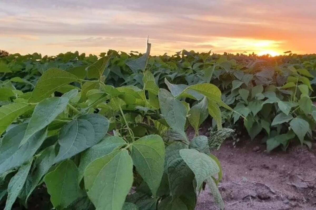Entra con saco al campo de cultivo Sonora Sinaloa y lo mandan al MP
