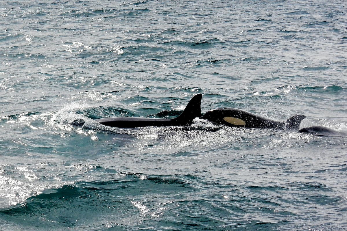 Sorpresa en la biología marina: Nueva especie de orca descubierta