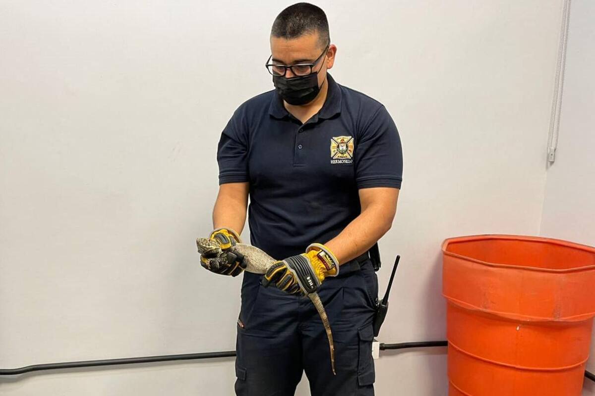 Bomberos rescatan a iguana de 72 centímetros en el parque Madero de Hermosillo