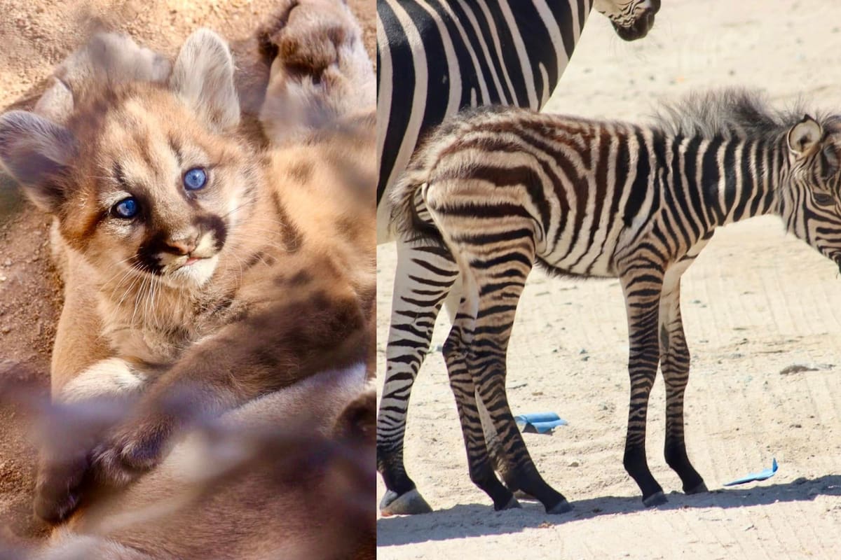Alfonso Durazo presentan a los nuevos habitantes del Centro Ecológico de Sonora: 3 crías de puma y una cebra recién nacida
