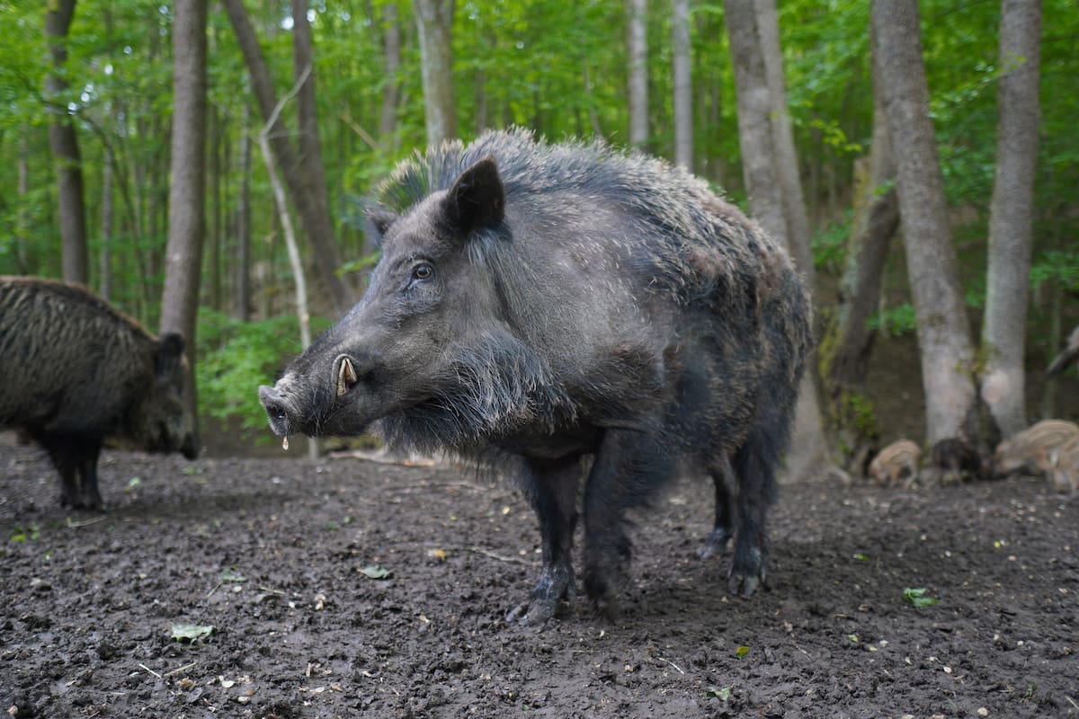 Italia: Cazador muere luego de ser atacado por jabalí al que disparó