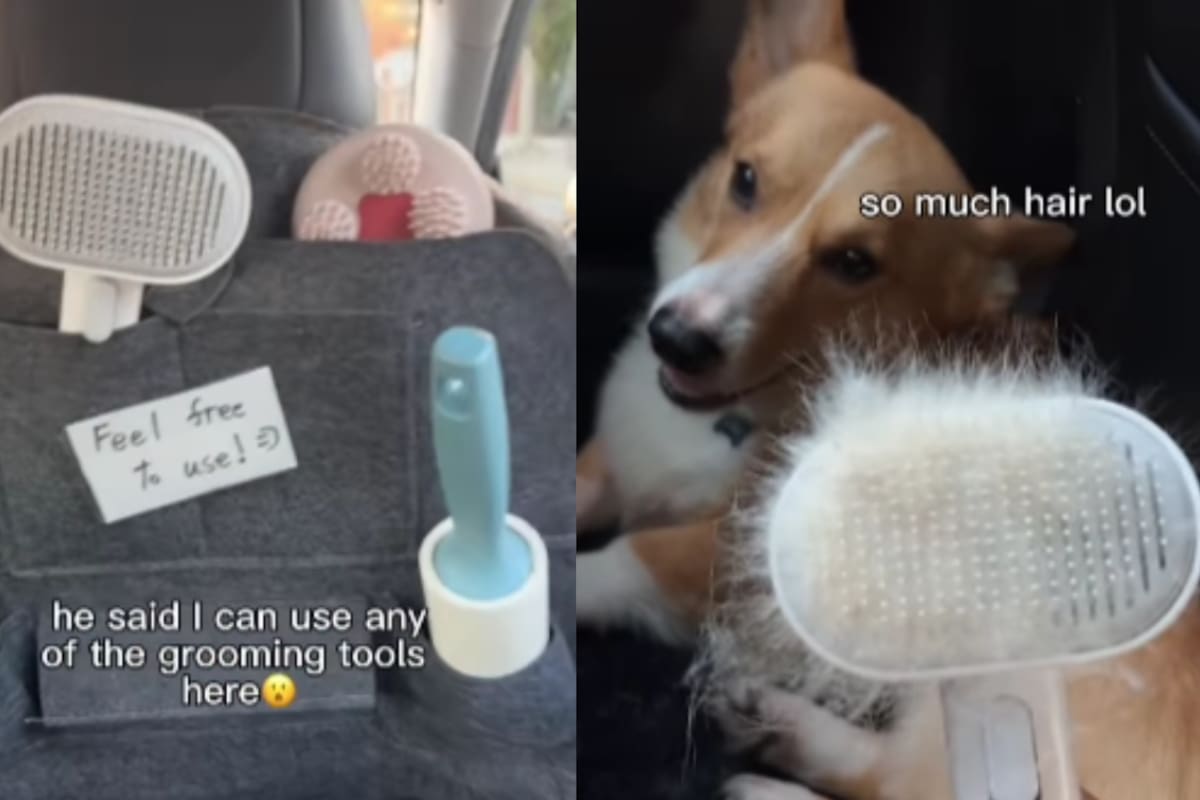 Uber pet friendly: Así funcionan estos viajes; usuario lo prueba con su mascota.