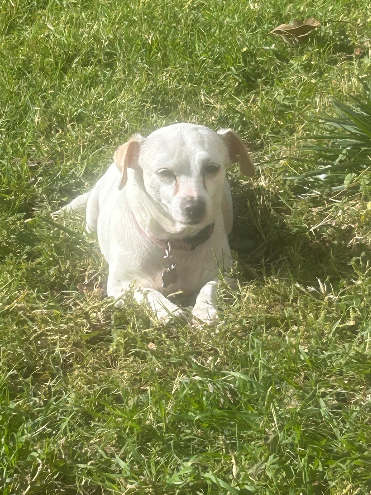 Luna es de raza chihuahua, tiene el pelaje blanco y una mancha café en forma de corazón. Actualmente, tiene alrededor de 10 años de edad. Foto: Cortesía