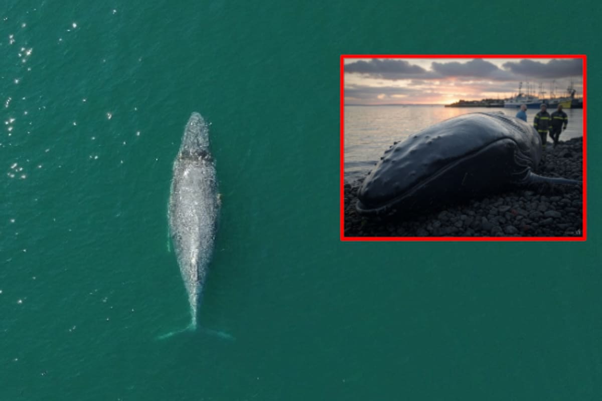 Rescate de una ballena jorobada en el puerto de Manzanillo: acción conjunta para salvar al cetáceo