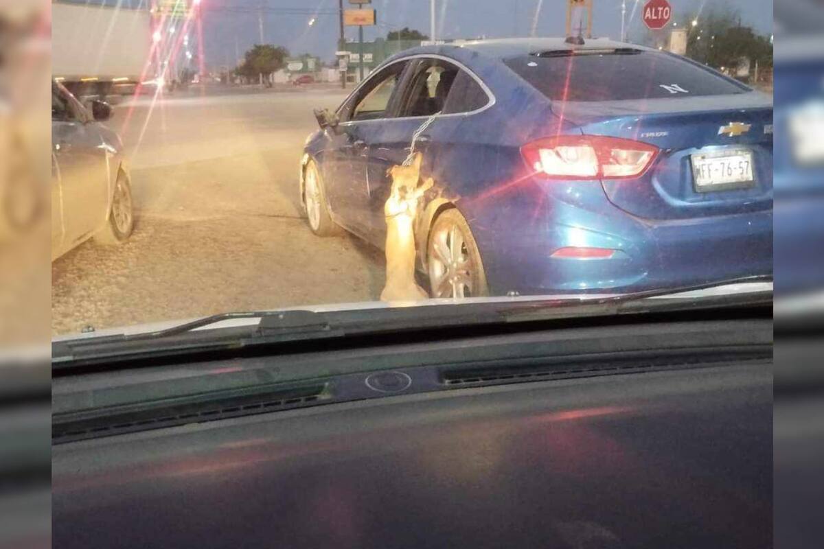 Arrastran en un automóvil a un perro encadenado en Navojoa