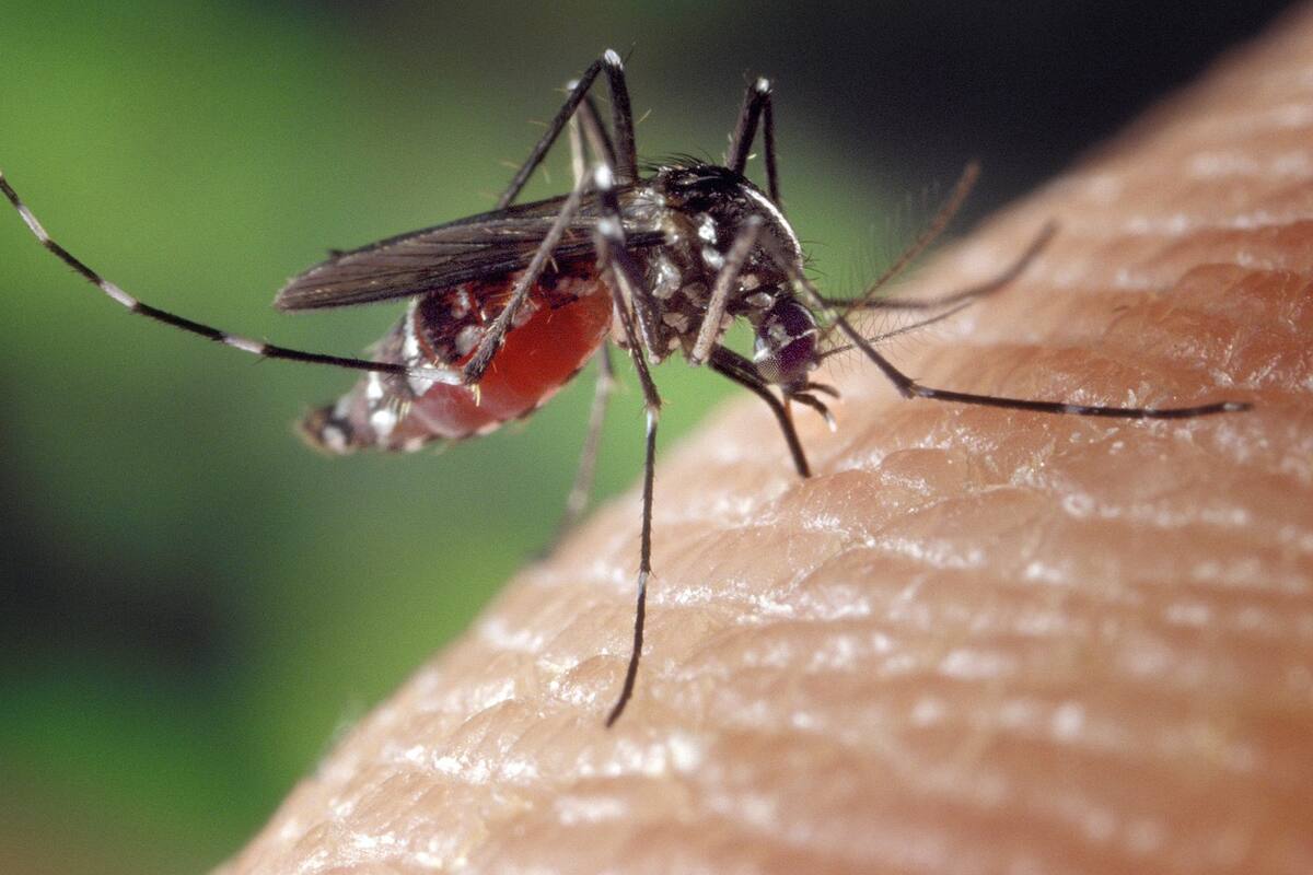 Detectan peligrosos virus en moscos de Imperial