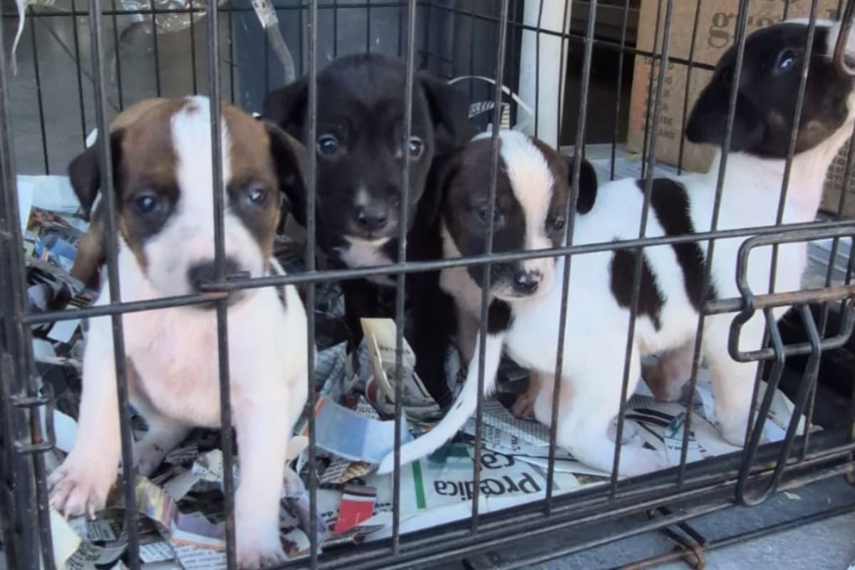 Abandonan a seis cachorros en una caja y piden más esterilizaciones