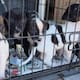 Abandonan seis cachorros en una caja y piden esterilizar
