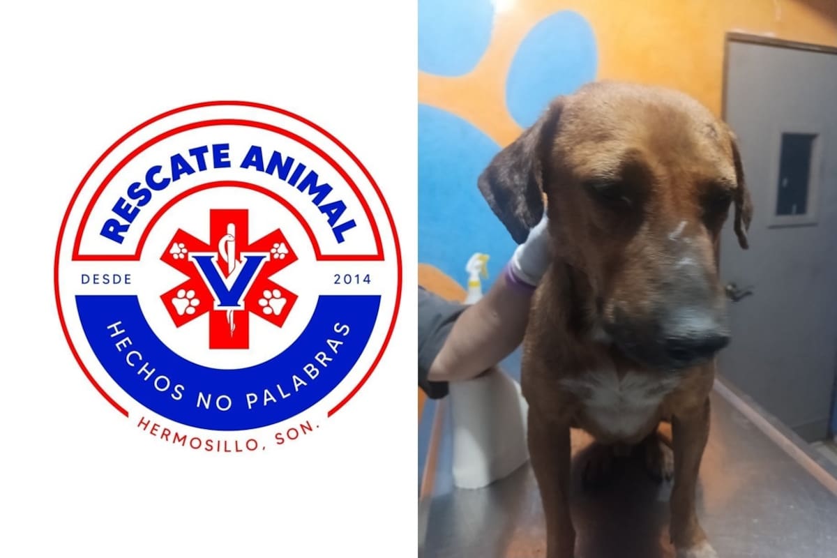 “Chilillo”, un perro herido por una bala perdida durante un ataque armado en Hermosillo necesita de ayuda