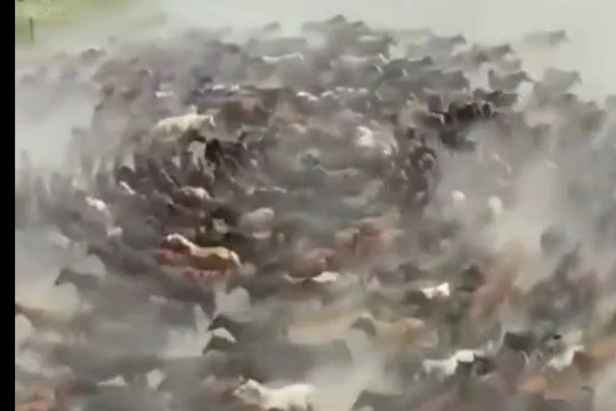 VIDEO: ¡Sigue sucediendo! Captan a caballos corriendo en círculos en China