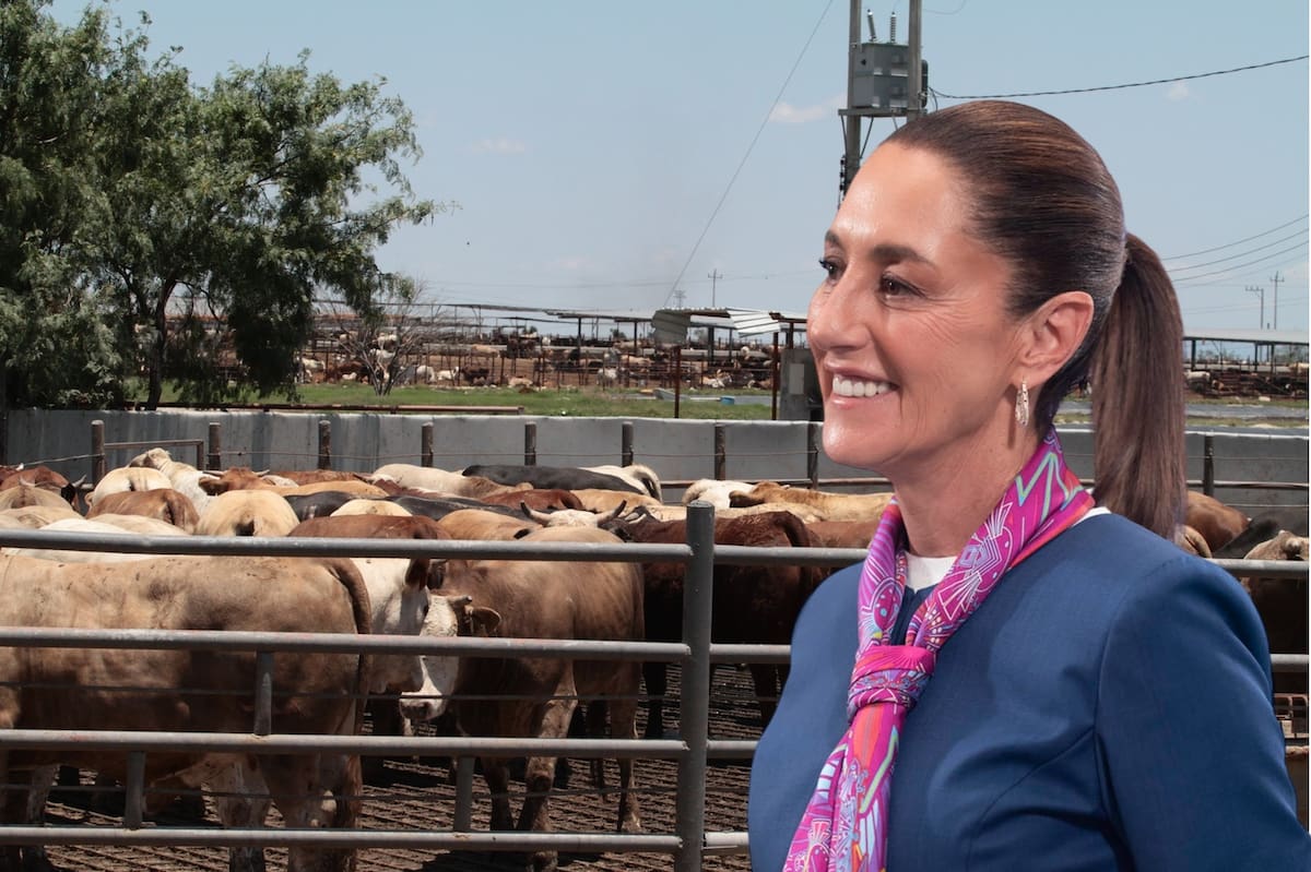 Hace unos días la presidenta Claudia Sheinbaum dijo que anunciará un programa de producción de carne para el mercado interno para los ganaderos afectados por el cierre de la frontera. FOTO: ESPECIAL
