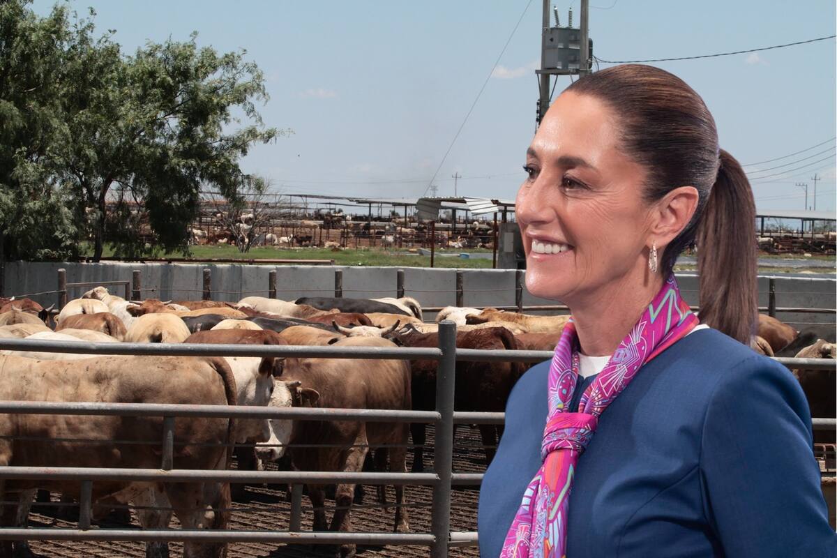 Sheinbaum respaldará a ganaderos con plan de reconversión para evitar nuevos cierres en la frontera con EEUU