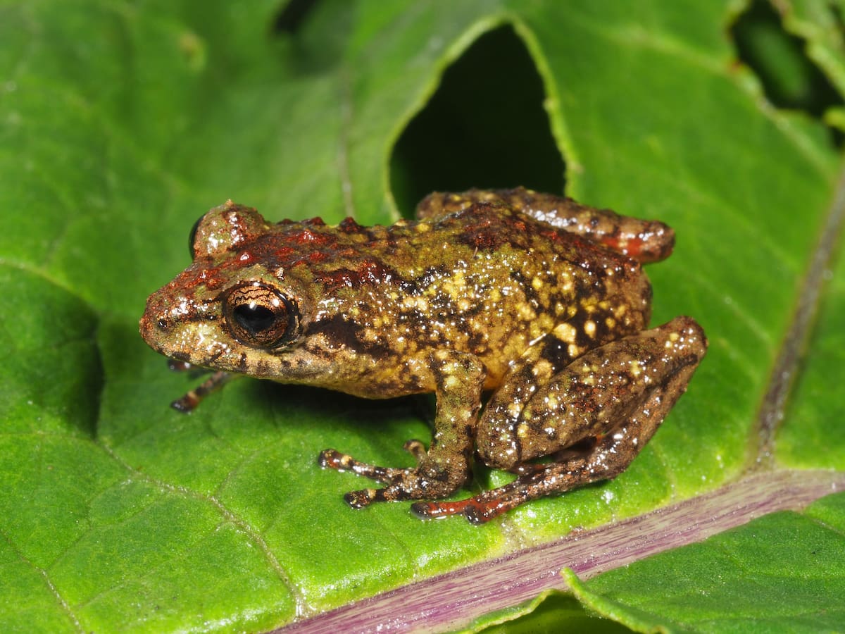 Pristimantis verrucosus presenta una piel dorsal con textura verrugosa -Universidad Técnica Particular de Loja, en Ecuador
