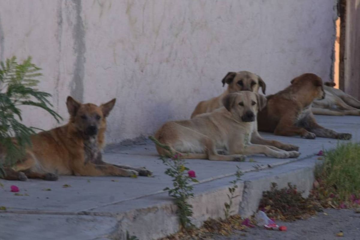 Pata de Perro realizará stand up para recaudar fondos para quimioterapias caninas