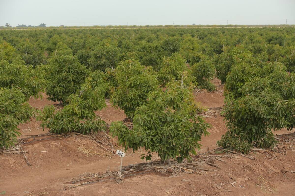 Motiva a productores sonorenses el cultivo de aguacate en el Valle del Yaqui