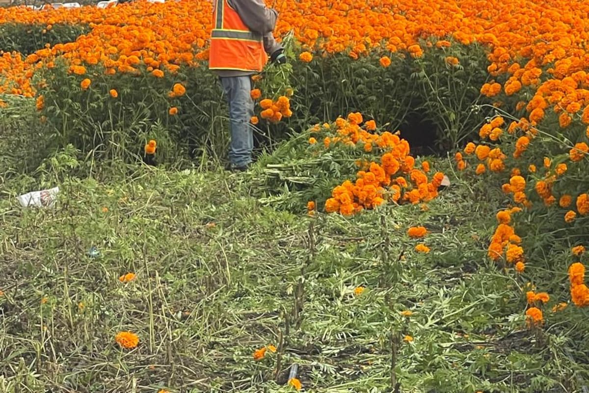Siembran 10 mil matas de cempasúchil  en Rosarito