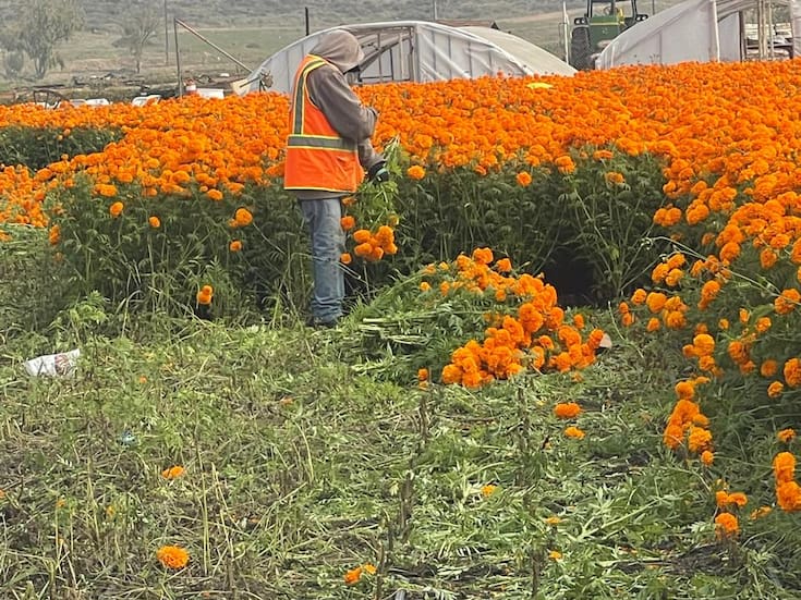 Siembran 10 mil matas de cempasúchil  en Rosarito