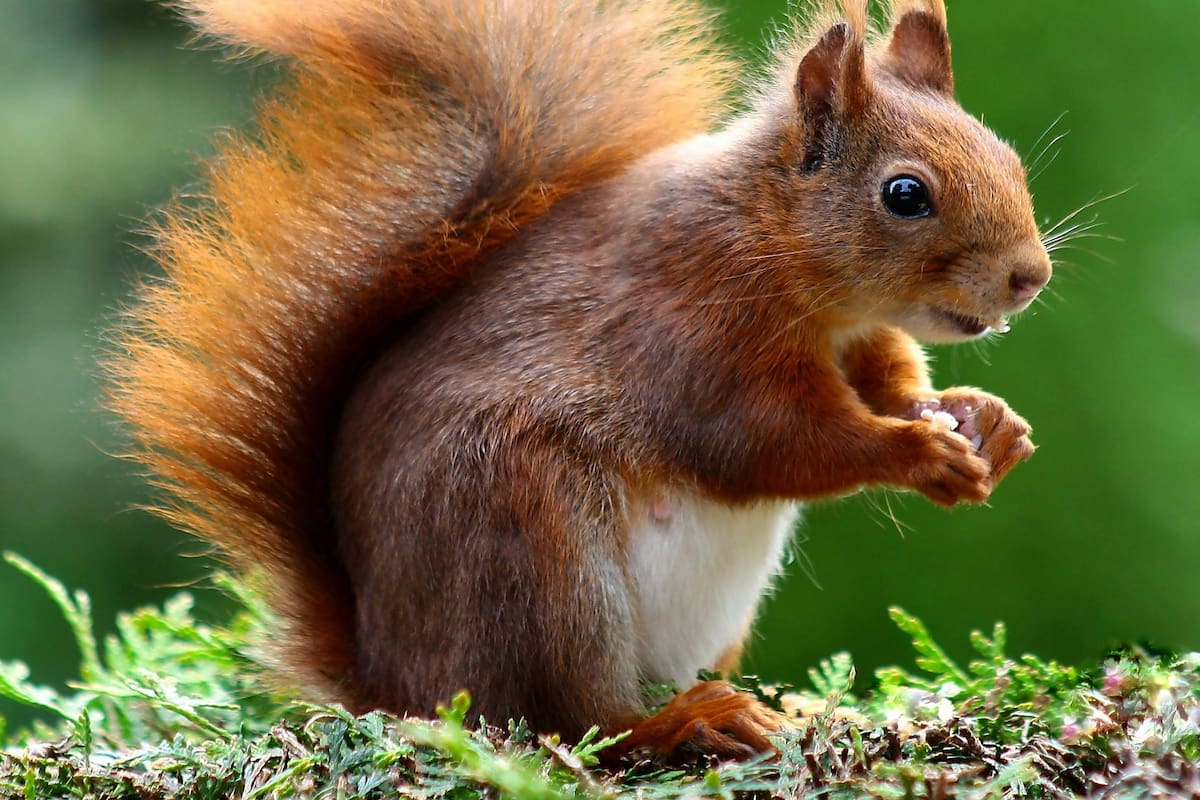 Top 10 datos raros e interesantes sobre los animales