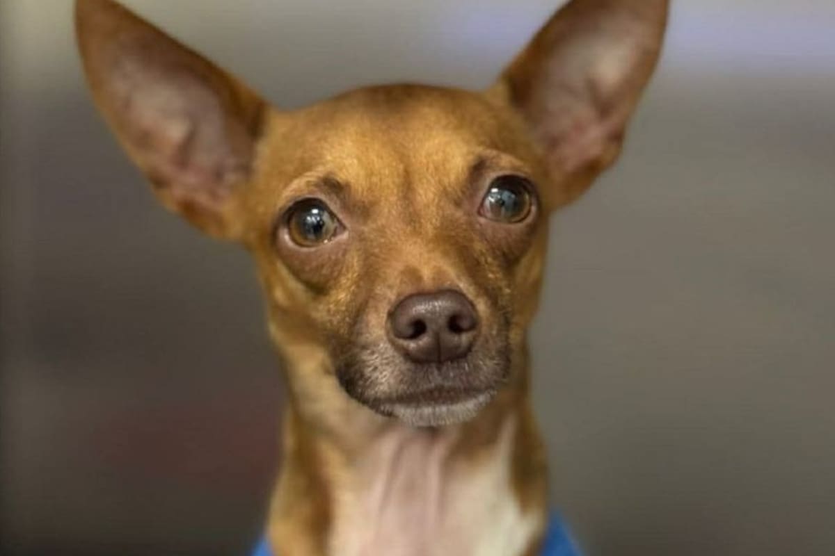 Llaman a adoptar con responsabilidad y evitar regalar mascotas sin compromiso previo