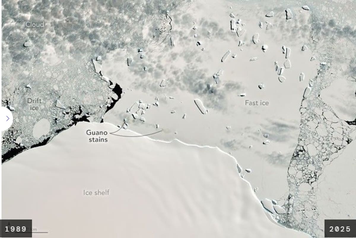 Landsat detectó evidencia de pingüinos emperador en la isla Smyley desde 1989, cerca de dos décadas antes de lo que se había documentado originalmente.